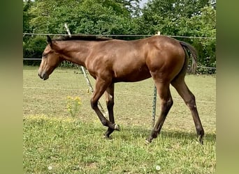 Appaloosa, Giumenta, Puledri
 (04/2024), 155 cm, Baio roano