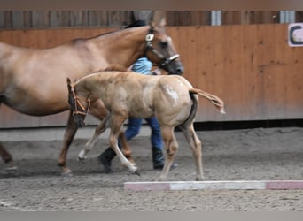 Appaloosa, Giumenta, Puledri (04/2026), 155 cm