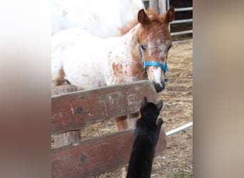 Appaloosa Mix, Giumenta, Puledri
 (05/2024), 155 cm, Leopard