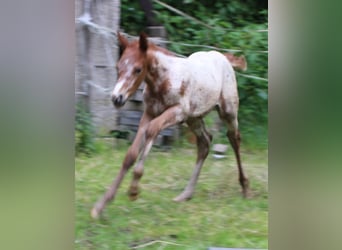 Appaloosa Mix, Giumenta, Puledri
 (05/2024), 155 cm, Leopard