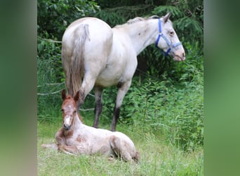 Appaloosa Mix, Giumenta, Puledri
 (05/2024), 155 cm, Leopard