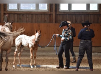 Appaloosa, Giumenta, Puledri (04/2026), 155 cm, Sauro scuro