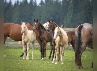 Appaloosa, Giumenta, Puledri
 (04/2024), 155 cm, Sauro scuro