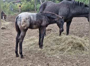 Appaloosa, Giumenta, Puledri (07/2024), 156 cm, Morello