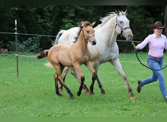 Appaloosa, Giumenta, Puledri (04/2025), 156 cm, Pelle di daino