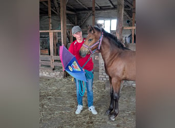 Appaloosa, Giumenta, Puledri (02/2026), Baio