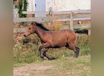 Appaloosa, Giumenta, Puledri (02/2026), Baio