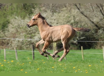 Appaloosa, Giumenta, Puledri
 (03/2024), Dunalino