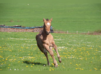 Appaloosa, Giumenta, Puledri
 (03/2024), Dunalino