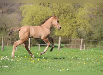 Appaloosa, Giumenta, Puledri
 (03/2024), Dunalino