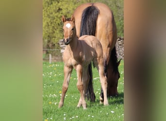 Appaloosa, Giumenta, Puledri
 (03/2024), Dunalino