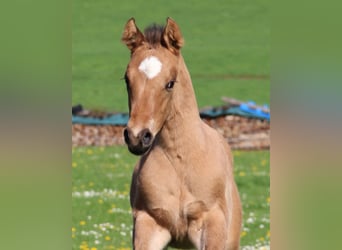 Appaloosa, Giumenta, Puledri
 (03/2024), Dunalino