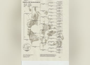 Appaloosa, Giumenta, Puledri (04/2025), Pelle di daino