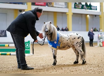 Appaloosa, Hengst, 10 Jahre, 86 cm, Tigerschecke