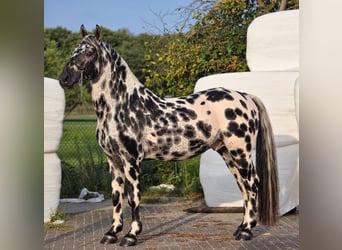 Appaloosa, Hengst, 12 Jahre, 162 cm, Tigerschecke