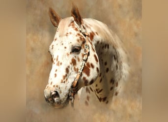 Appaloosa, Hengst, 14 Jaar, 163 cm, Appaloosa