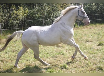 Appaloosa, Hengst, 14 Jahre, 157 cm, Brauner
