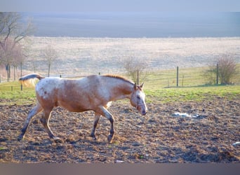 Appaloosa, Hengst, 15 Jahre, 165 cm, Roan-Red
