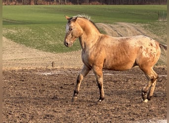Appaloosa, Hengst, 15 Jahre, 165 cm, Roan-Red