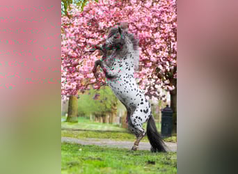 Appaloosa, Hengst, 17 Jahre, 87 cm, Tigerschecke