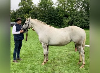 Appaloosa, Hengst, 19 Jaar, 154 cm, Brown Falb schimmel