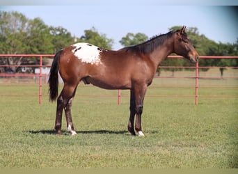 Appaloosa, Hengst, 1 Jaar, 142 cm, Roodbruin
