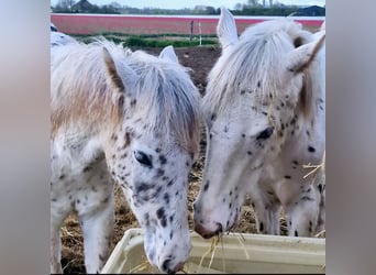 Appaloosa, Hengst, 1 Jaar, 150 cm, Appaloosa