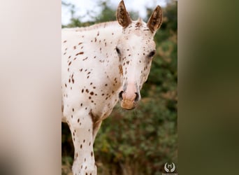 Appaloosa, Hengst, 1 Jaar, 150 cm