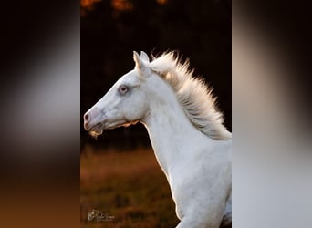 Appaloosa, Hengst, 1 Jaar, 155 cm