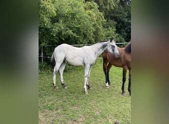 Appaloosa, Hengst, 1 Jaar, 155 cm, Wit
