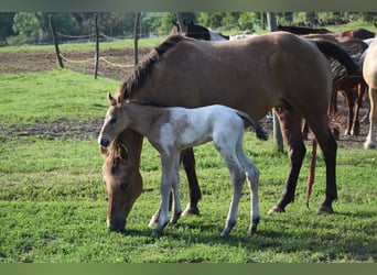 Appaloosa, Hengst, 1 Jaar, 160 cm, Appaloosa