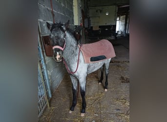 Appaloosa, Hengst, 1 Jaar, 160 cm, Grullo