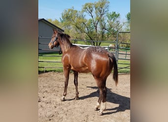 Appaloosa, Hengst, 1 Jaar, 163 cm, Donkerbruin