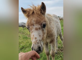 Appaloosa, Hengst, 1 Jaar, 86 cm, Appaloosa