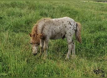 Appaloosa, Hengst, 1 Jaar, 86 cm