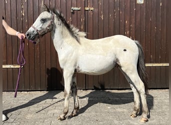 Appaloosa, Hengst, 1 Jahr, 115 cm, Tigerschecke