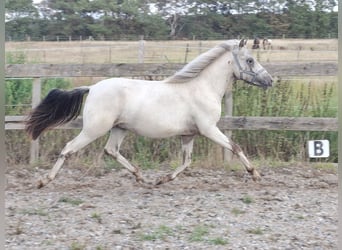 Appaloosa, Hengst, 1 Jahr, 116 cm