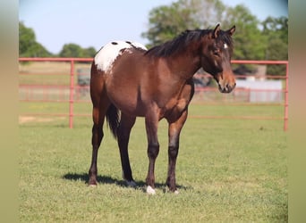 Appaloosa, Hengst, 1 Jahr, 142 cm, Rotbrauner