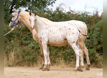 Appaloosa, Hengst, 1 Jahr, 150 cm