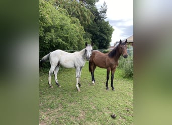 Appaloosa, Hengst, 1 Jahr, 155 cm, White