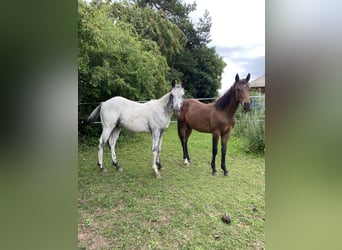 Appaloosa, Hengst, 1 Jahr, 155 cm, White