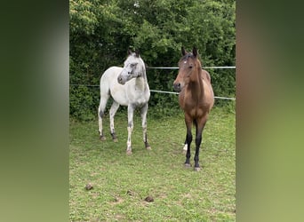 Appaloosa, Hengst, 1 Jahr, 155 cm, White
