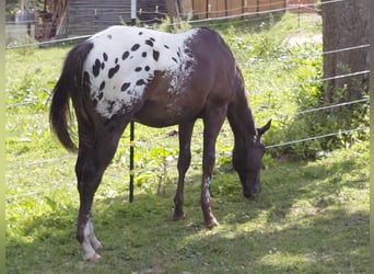 Appaloosa, Hengst, 1 Jahr, 157 cm, Dunkelbrauner