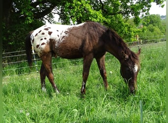 Appaloosa, Hengst, 1 Jahr, 157 cm, Dunkelbrauner