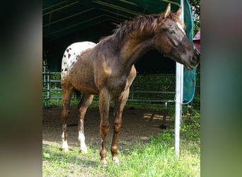 Appaloosa, Hengst, 1 Jahr, 157 cm, Dunkelbrauner