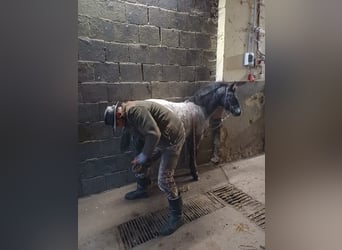 Appaloosa, Hengst, 1 Jahr, 160 cm