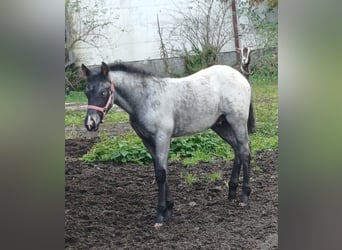 Appaloosa, Hengst, 1 Jahr, 160 cm