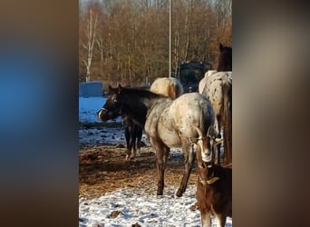 Appaloosa, Hengst, 1 Jahr, 160 cm, Grullo