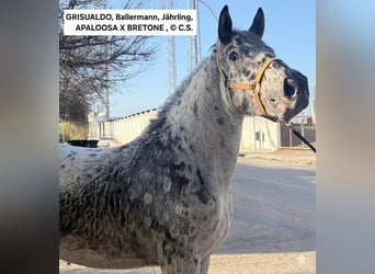 Appaloosa Mix, Hengst, 1 Jahr, 168 cm