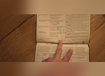 Appaloosa, Hengst, 1 Jahr, 90 cm, Tigerschecke